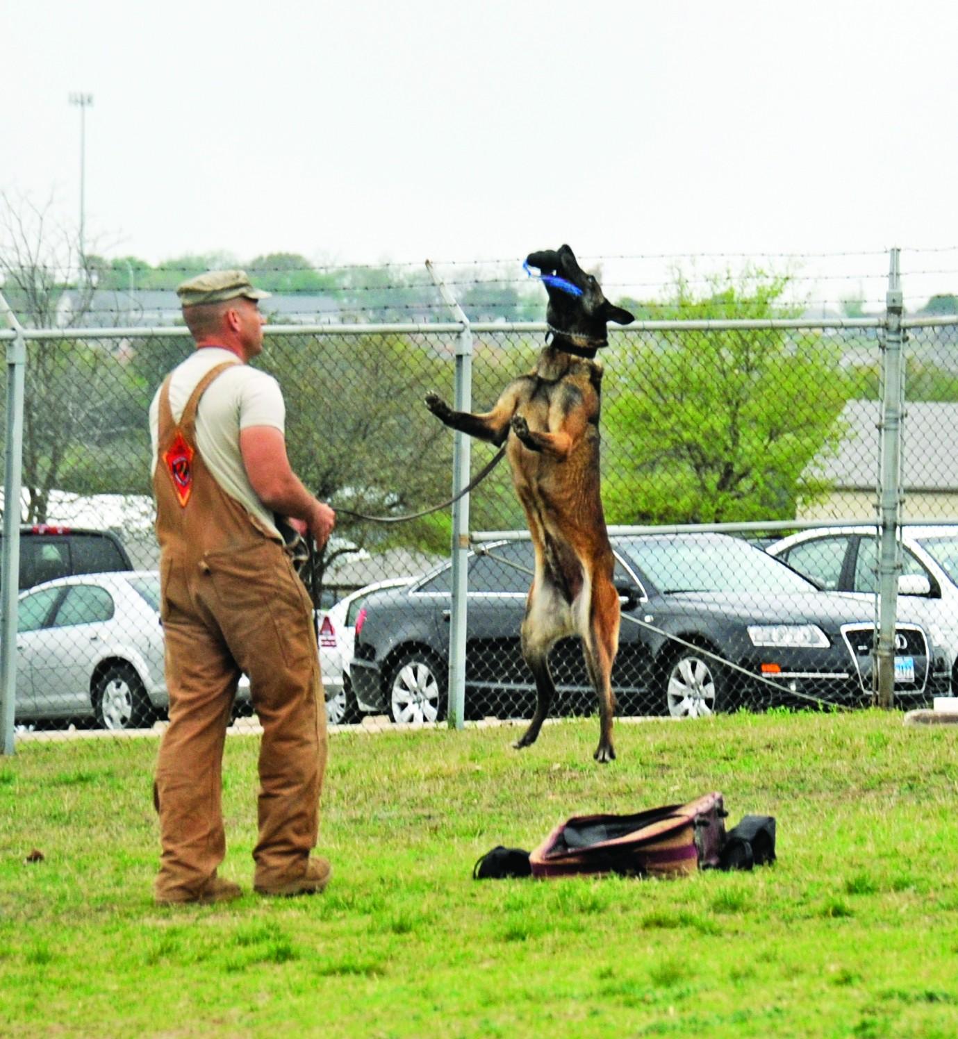 Military Working Dogs: Guardians of the Night | Article | The ...