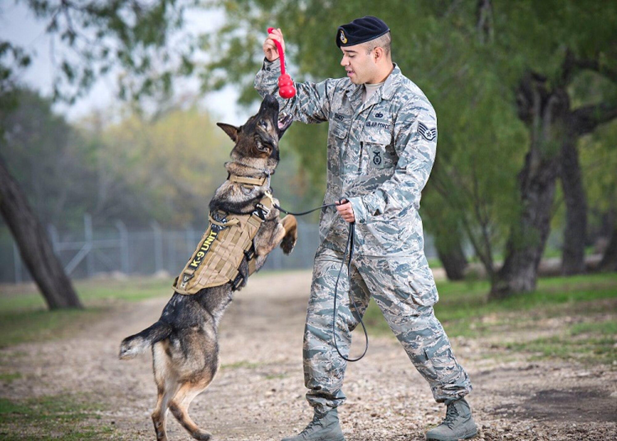 Military Working Dog Trainer/Kennel Master Course > 37th Training ...