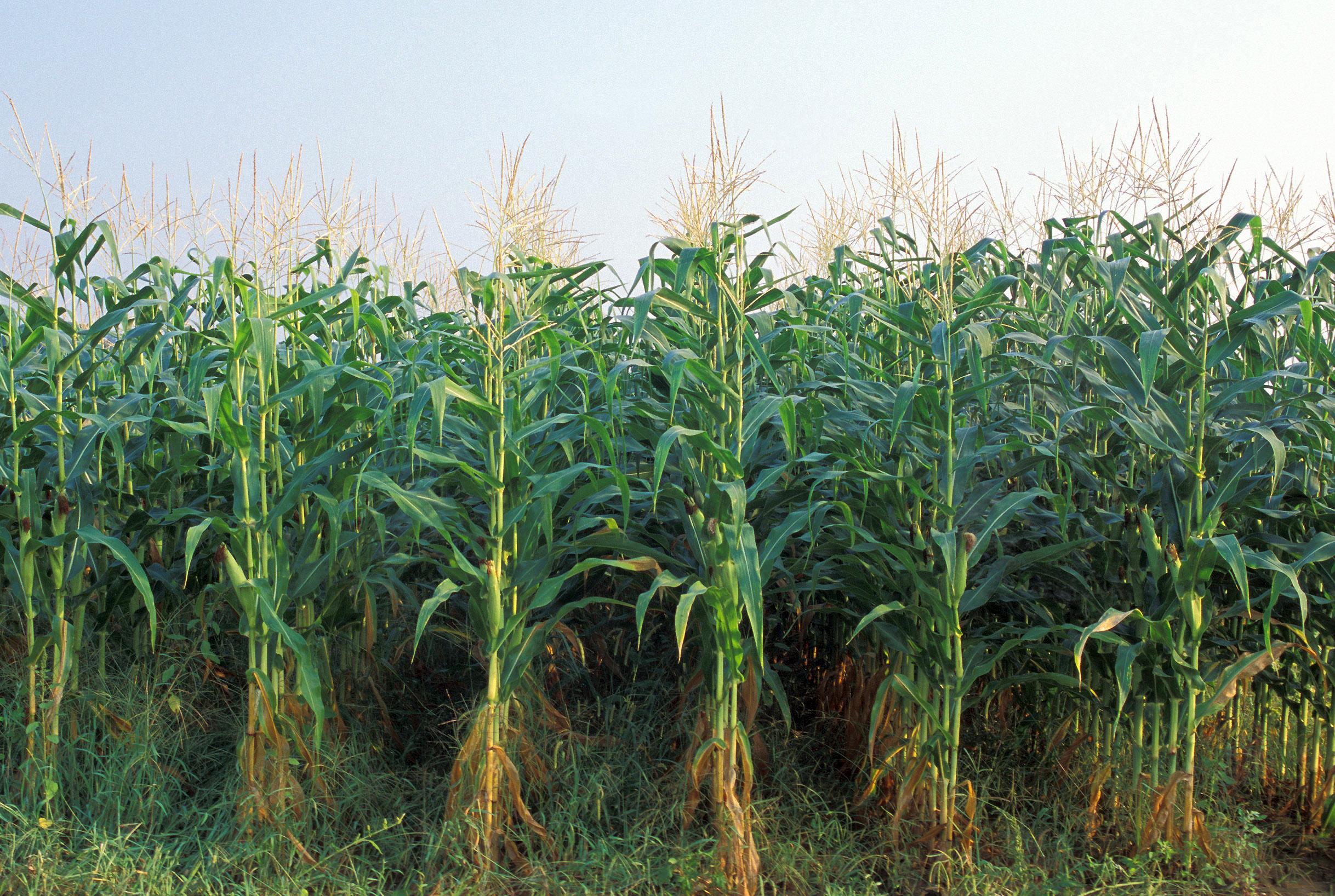 Environmental Impact Statement Delays New Monsanto and Dow 2,4-D ...