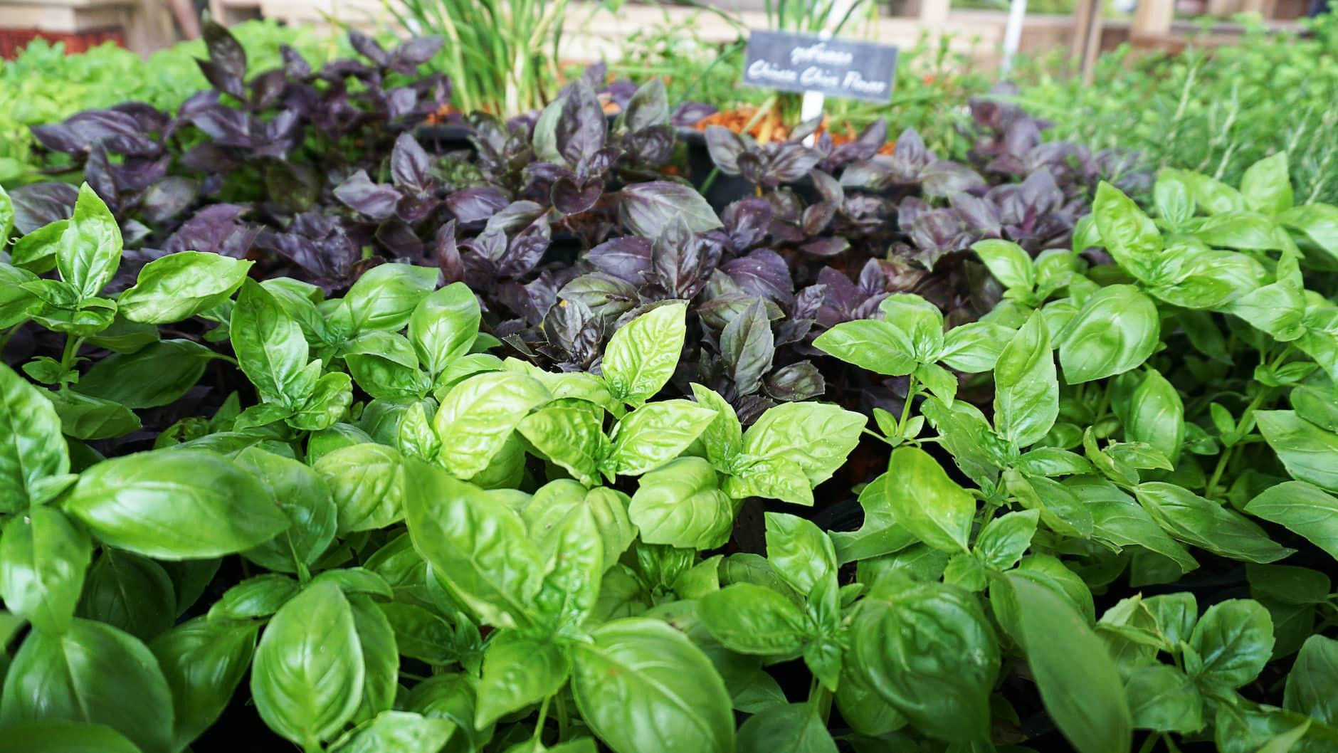 Mosquito Repellent Plants - Natural Ways to Keep Bugs Away ...